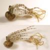 Theridion sp.